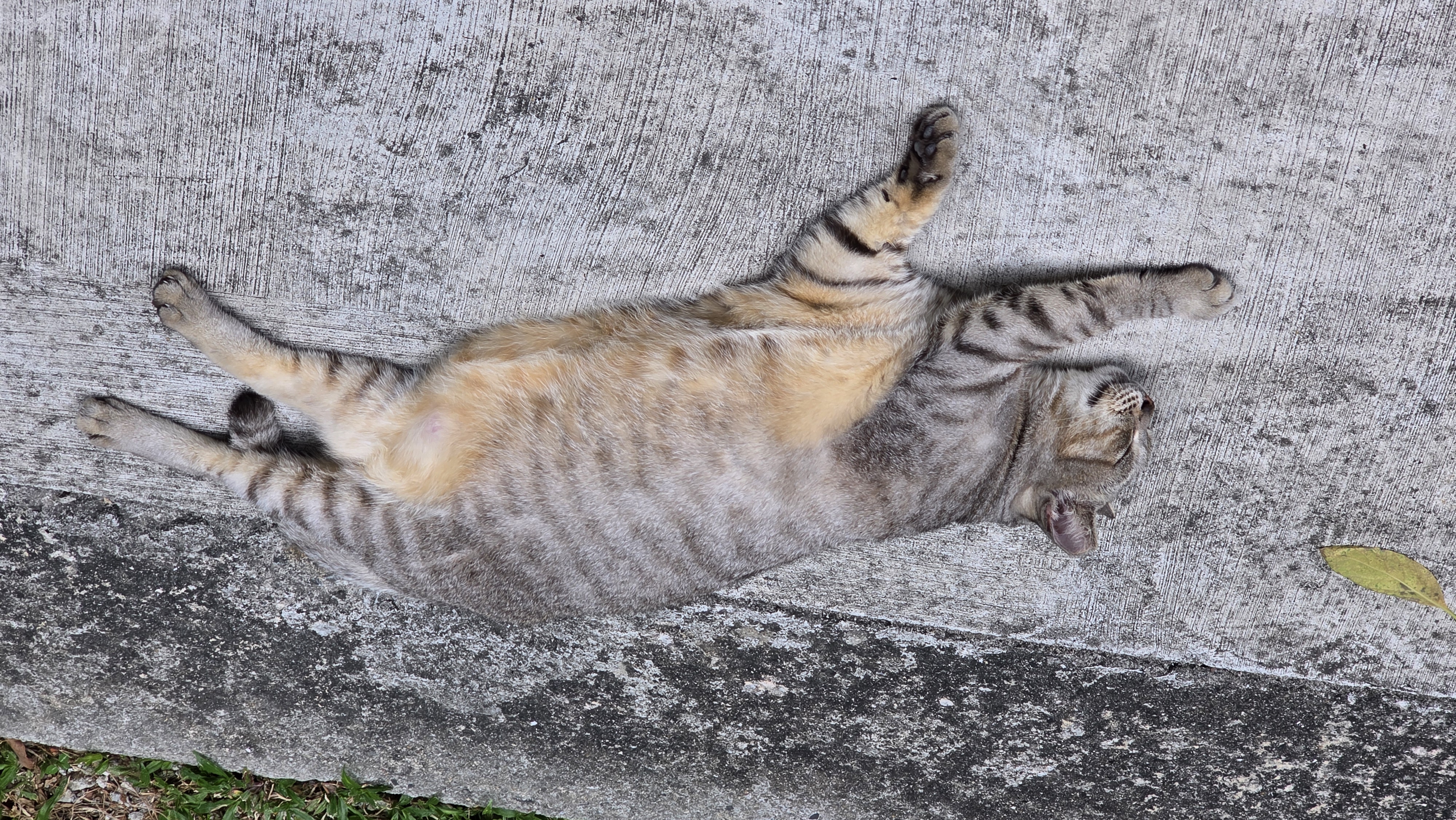 Blessed Birthday to cat 